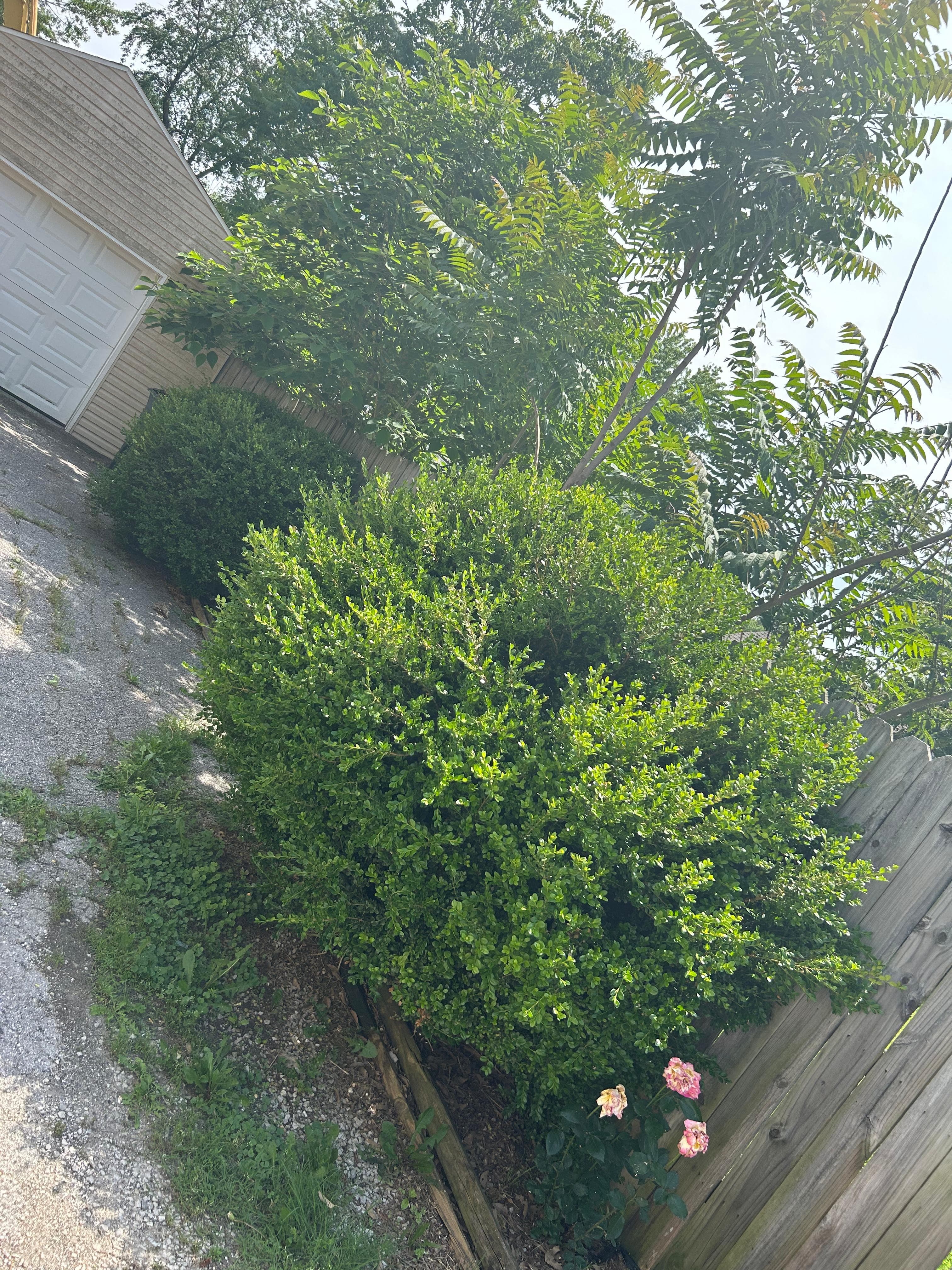 Decorative mulch bed installation