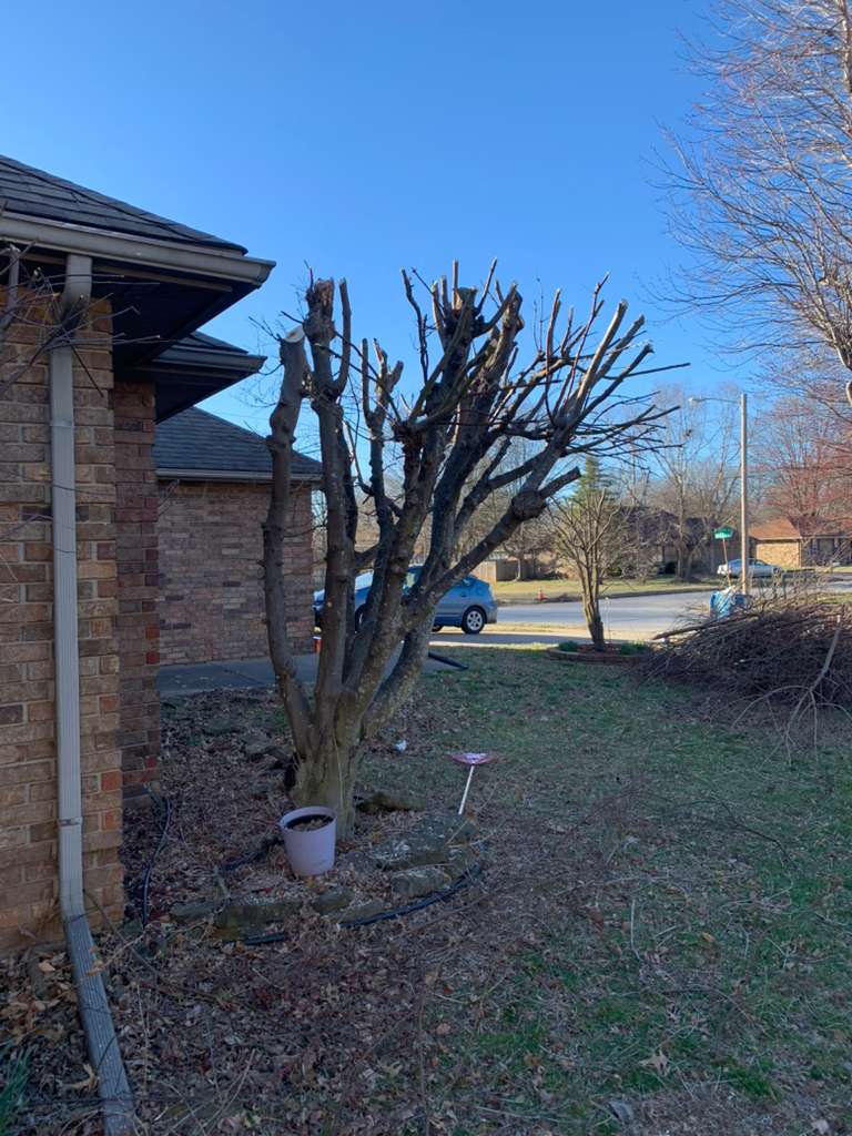 Landscape renovation project